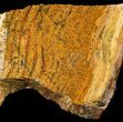 Strelley Pool Stromatolite - Billion Years Old #62743-1